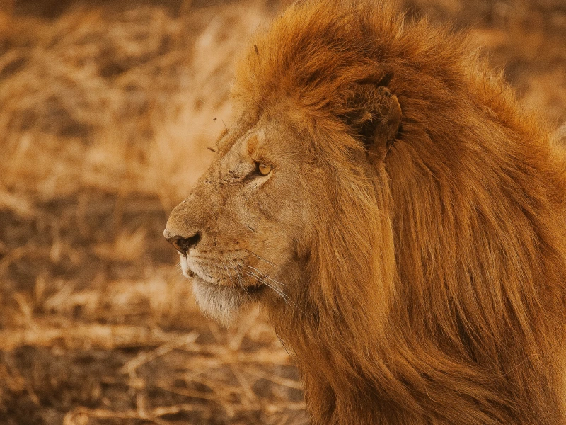 Safari fotográfico en Kenia y Tanzania - Itinerarios de autor por África.