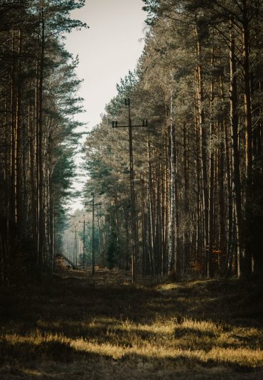Bosque de Białowieża​
