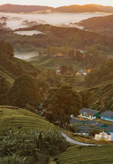 Cameron Highlands​