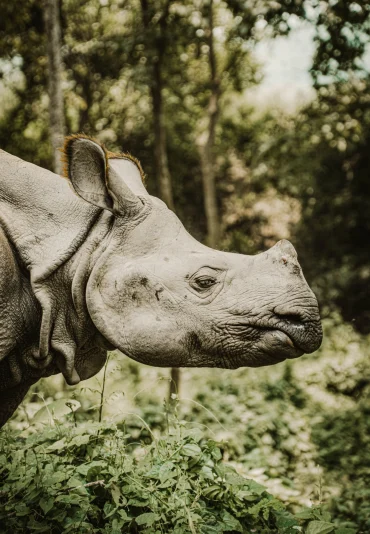 Chitwan_-scaled