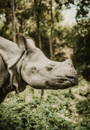 Chitwan​