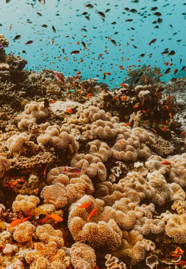 Taveuni-scaled (1)