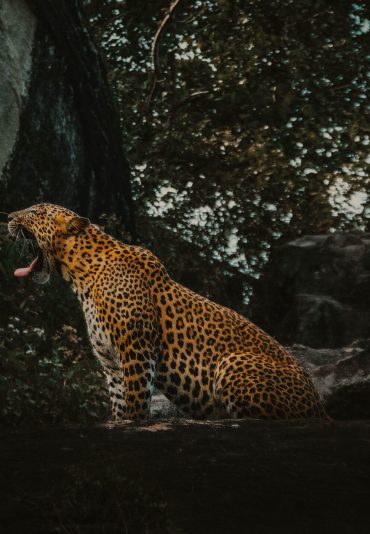Yala National Park​