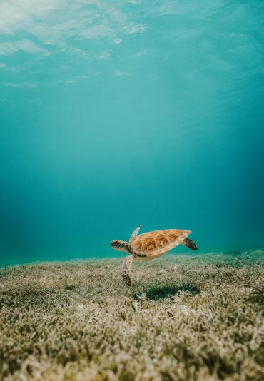 aruba