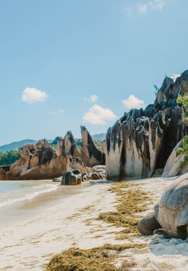 Aldabra giant tortoise, Turtle in Seychelles on the beach near t