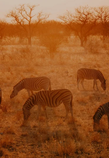 etosha-national-park-namibia