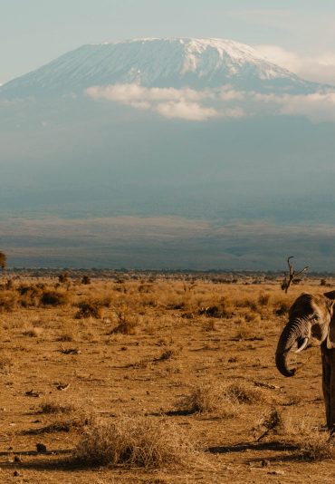 kilimanjaro
