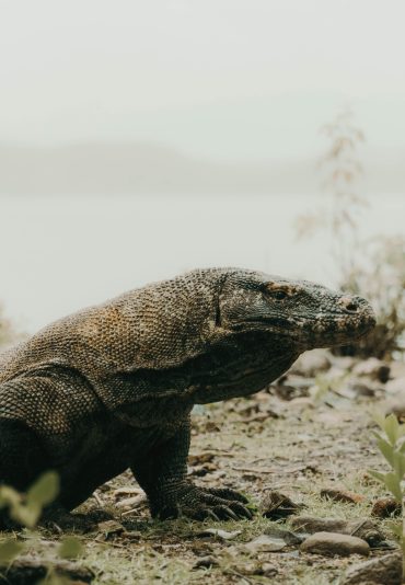 komodo