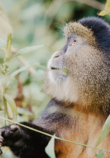 bwindi-impenetrable-forest-uganda