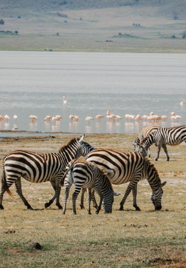 manyara