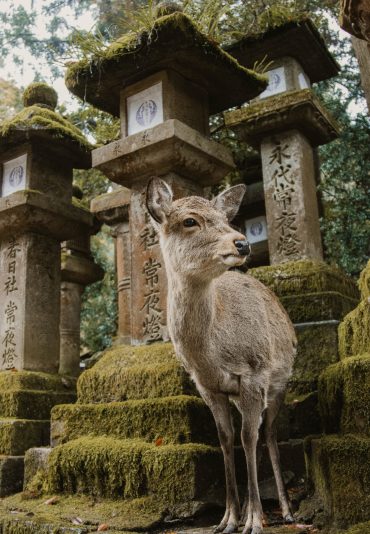 nara