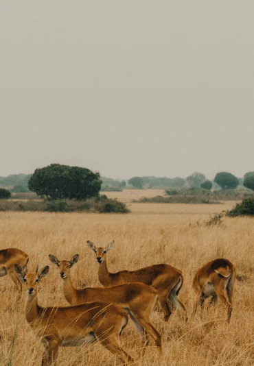 queen-elizabeth-national-park-uganda