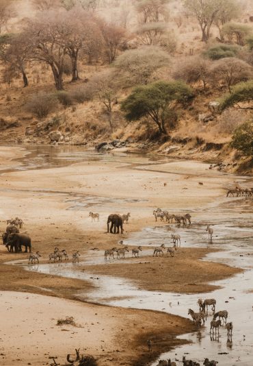 tarangire