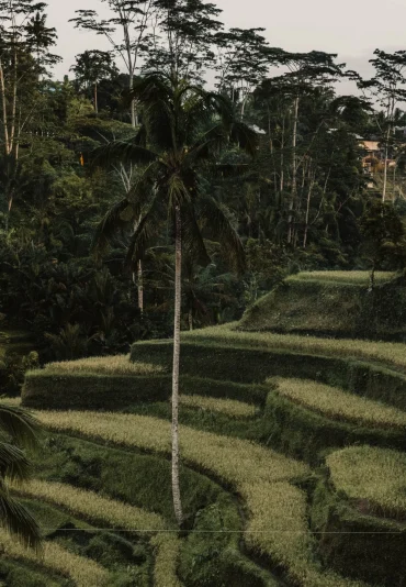 ubud-indonesia