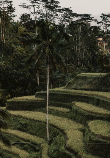 ubud